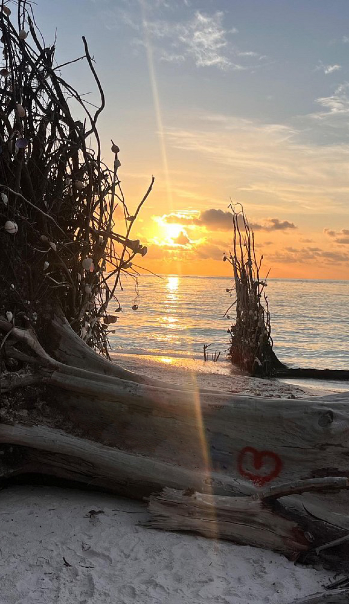 drift wood sunset
